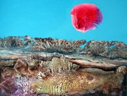 Bogomil Sunrise 2 Otto Rapp Bild