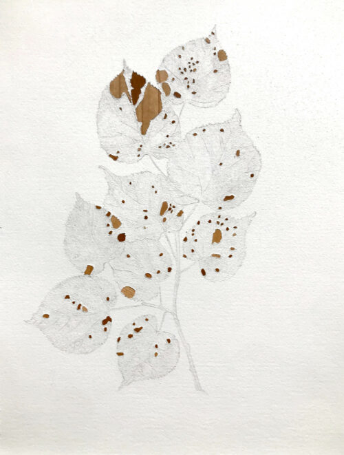 Marianne Lang Drawing: Tree vandalism 1