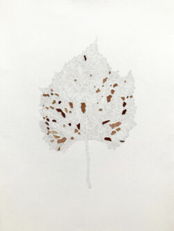 Marianne Lang Pflanzen Blatt Bleistift Zeichnung Baumfrevel 3 Natur Kunst