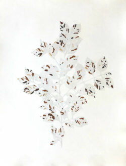 Marianne Lang Pflanzen Blatt Bleistift Zeichnung Baumfrevel 4 Natur Kunst